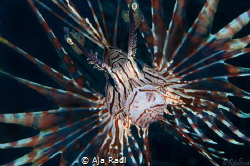 Common Lionfish (Pterois volitans) by Aja Radl 